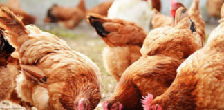 Poultry farming in uganda