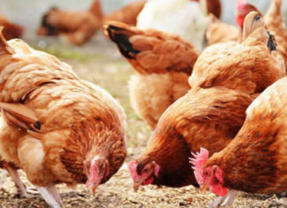 Poultry farming in uganda