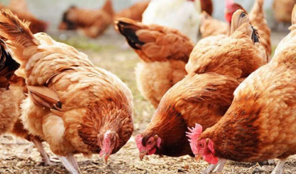 Poultry farming in uganda