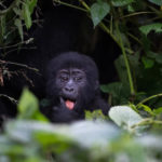 Gorilla Trekking Rules & Regulations Tracking tips and guidelines