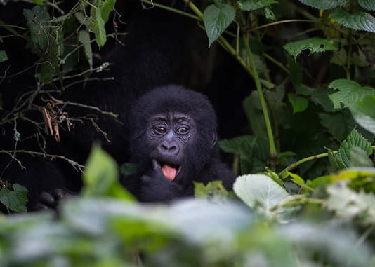 Tracking tips and guidelines