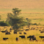 British Citizens Given Green Light to Travel to Uganda Tips to Travel to Uganda