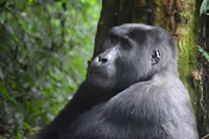 Bwindi Forest NP