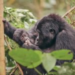 Gorilla Trekking Guide