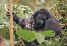 Gorilla Trekking Guide