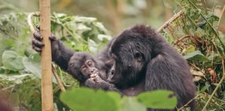 Gorilla Trekking Guide