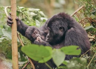 Gorilla Trekking in Uganda Gorilla Trekking Guide