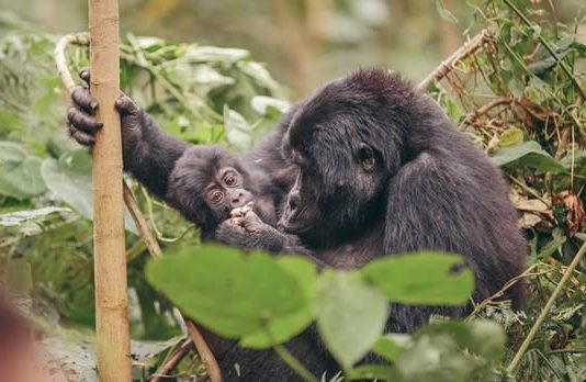 Gorilla Trekking Guide