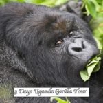 Uganda-Gorilla-Tours