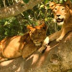 Lion tracking in Uganda