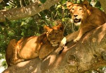 Lion tracking in Uganda