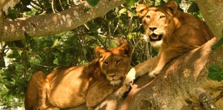 Lion tracking in Uganda