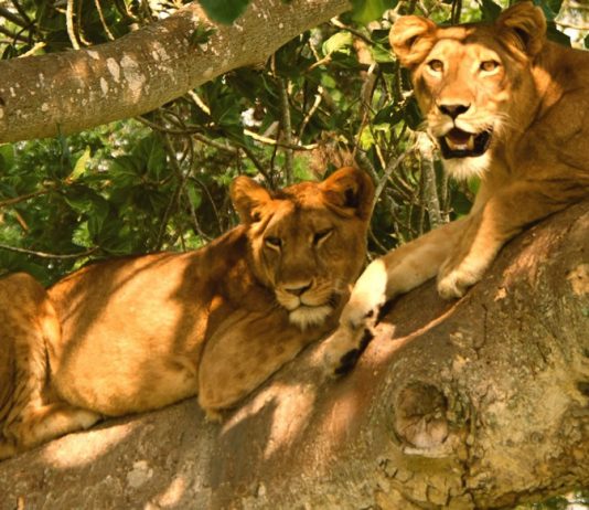 Lion tracking in Uganda