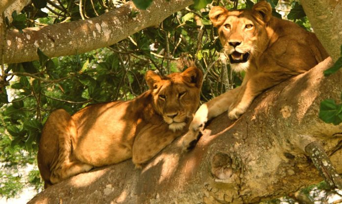 Lion tracking in Uganda