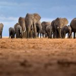 African-elephants
