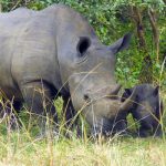 Ziwa-Rhino-Sanctuary