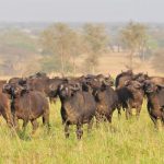 buffaloes-in-Kidepo-Valley-national-park