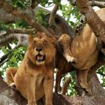 tree-climbing-lions-in-Uganda