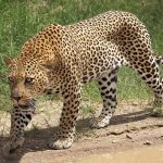 uganda-leopard