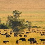 Top places to visit in Uganda