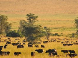Top places to visit in Uganda