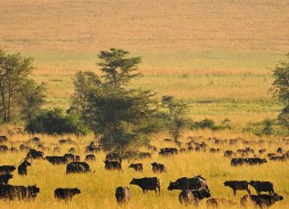 Top places to visit in Uganda