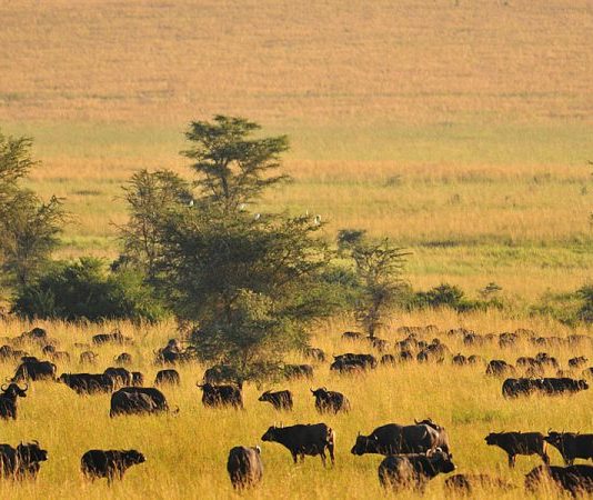 Top places to visit in Uganda