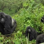 Bwindi-gorillas