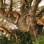 tree-climbing-lions