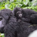 gorillas in Bwindi