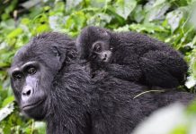 gorillas in Bwindi