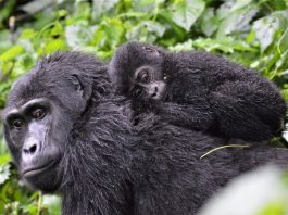 gorillas in Bwindi