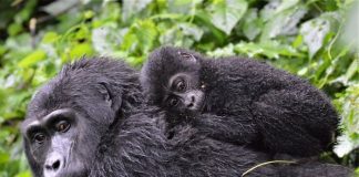 gorillas in Bwindi