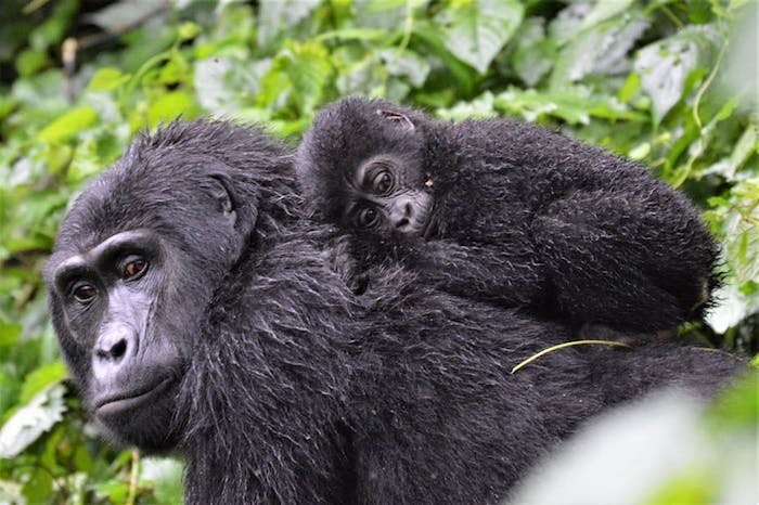 gorillas in Bwindi