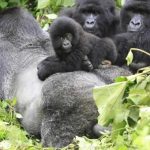 Tourism resumes in Uganda as country eases Covid-19 lockdown measures