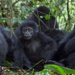gorilla safaris in Uganda