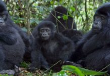 gorilla safaris in Uganda