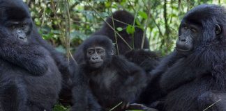 gorilla safaris in Uganda