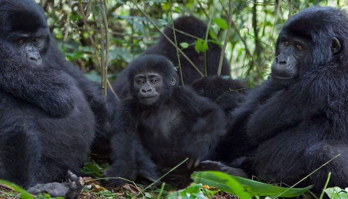 gorilla safaris in Uganda