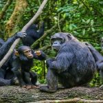 Chimpanzee-tracking-in-Uganda