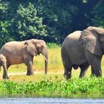 Game-viewing-in-Uganda