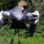 birding-in-Uganda