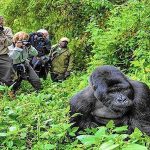 gorilla-trekking-in-uganda