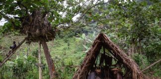 Batwa pygmies of Uganda