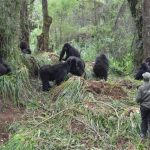 protecting-gorillas-from-covid-19-1024×683-1