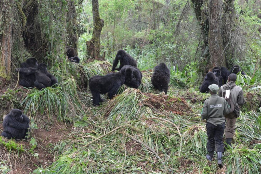 gorilla trekking in Uganda