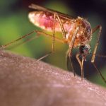 Malaria Parasite Can Now Resist Main Line of Treatment: A New Study in Uganda Reveals malaria in Uganda