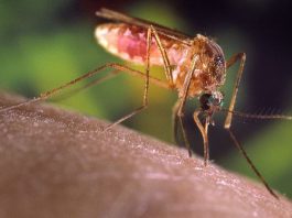 malaria in Uganda