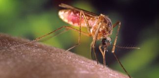malaria in Uganda