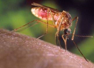 malaria in Uganda